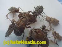 /home//u458753944/public_html/sourcegallery/////////////Insects and small critters/silliness/P1050004.JPG
